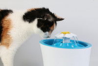 Un chat regardant l'eau couler d'une fontaine à eau pour chat