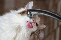 Un chat buvant au robinet
