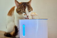 Un chat buvant à une fontaine à eau pour chat à jets multiples et qui émet une lumière bleue