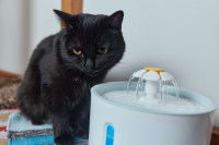 Un chat refusant de boire à une fontaine à eau pour chat