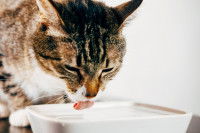 Un chat buvant dans sa gamelle