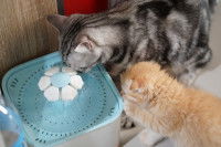 Deux chats buvant à une fontaine à eau pour chat