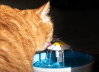 Un chat de dos buvant à une fontaine à eau pour chat