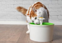 Un chat observant une fontaine à eau pour chat vide