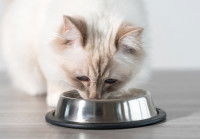 Un jeune chat blanc mange dans une gamelle