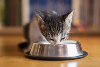 Un chaton mange dans une grande gamelle