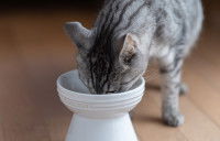 Un chat gris mange dans une gamelle surélevée