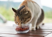 Un chat tricolore mange dans une gamelle en verre sur une table