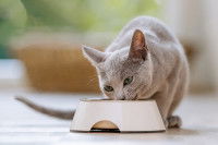 Un chat gris mange dans une gamelle dans le salon