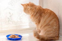 Où placer la gamelle du chat ?