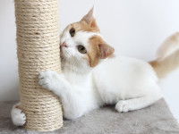 Un chat blanc et roux mordillant son arbre à chat