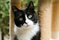 Un chat noir et blanc à côté d'un griffoir