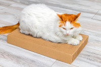 Un chat allongé sur un tapis-griffoir