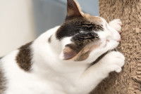 Un chat en train de griffer un griffoir en carton