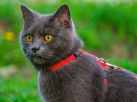 Un gros chat gris avec un harnais