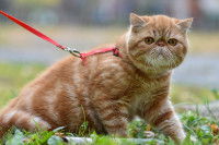 Un gros chat Exotic Shorthair en laisse et harnais