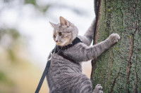 Un chat avec un harnais grimpe à un arbre