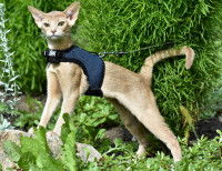 Un jeune Abyssin avec un harnais dehors lors d'une promenade