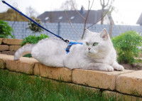 Un beau chat blanc avec un harnais allongé sur un muret