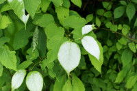 Les feuilles d'un matatabi