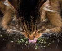 Un chat lèche de la cataire en poudre