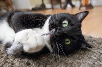 Un chat joue avec un jouet contenant de la cataire