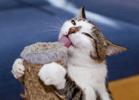 Un chat lèche un griffoir couvert de cataire