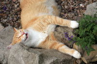 Un chat plane après avoir reniflé de la cataire