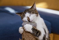 Un chat se frotte contre un griffoir contenant de la cataire