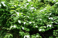 Un arbuste de matatabi