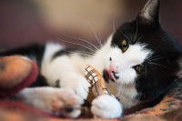 Un chat joue avec un coussin de valériane