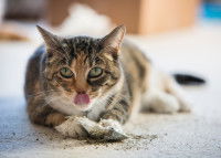 Un chat renifle un sachet d'herbe à chat