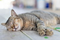 Un chat endormi après avoir reniflé une herbe euphorisante