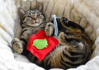 Un chat allongé tranquillement dans son panier