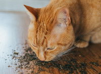 Un chat renifle des herbes à chat en poudre