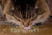 Un chat lèche des herbes euphorisantes en poudre