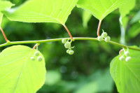 Une branche et des feuilles de matatabi