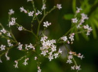 Vue proche de fleurs de valériane officinale