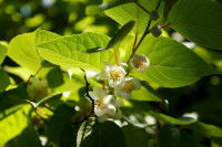Des feuilles et fleurs de matatabi