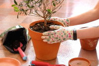 Une femme plante un olivier dans un pot
