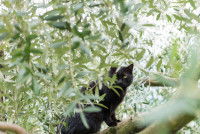 Un chat noir assis dans des branches d'olivier