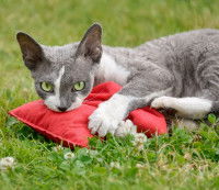 Un chat gris et blanc joue avec un coussin contenant de la cataire