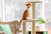 Un chat assis sur son arbre à chat