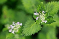 Des plants de cataire en fleurs