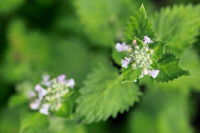 Qu'est-ce que la cataire ?