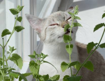 2 plantes pour faire plaisir à votre chat : la cataire et la