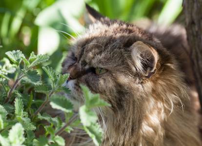 Culture de l'herbe à chat et utilisation de la cataire