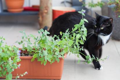 Connaissez-vous l'herbe à chat ou la cataire ? Effets, avantages et mode  d'emploi