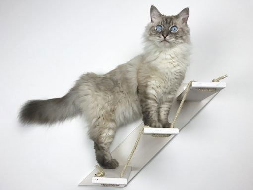 Un chat perché sur une échelle mural