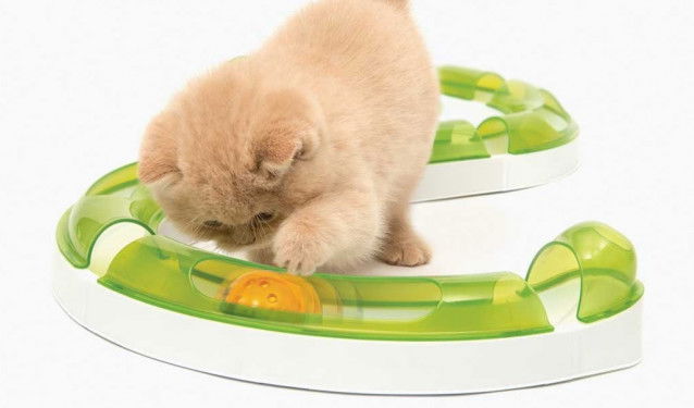Un chaton jouant avec un tunnel contenant un boule à l'intérieur